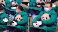 Viral Video: नन्हे बच्चे की तरह जू कीपर की गोद में बैठ-बैठे सो गया पांडा, क्यूट वीडियो वायरल